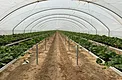 Mature strawberry crop with visible fruit inside a hoop-house in Nipomo, California