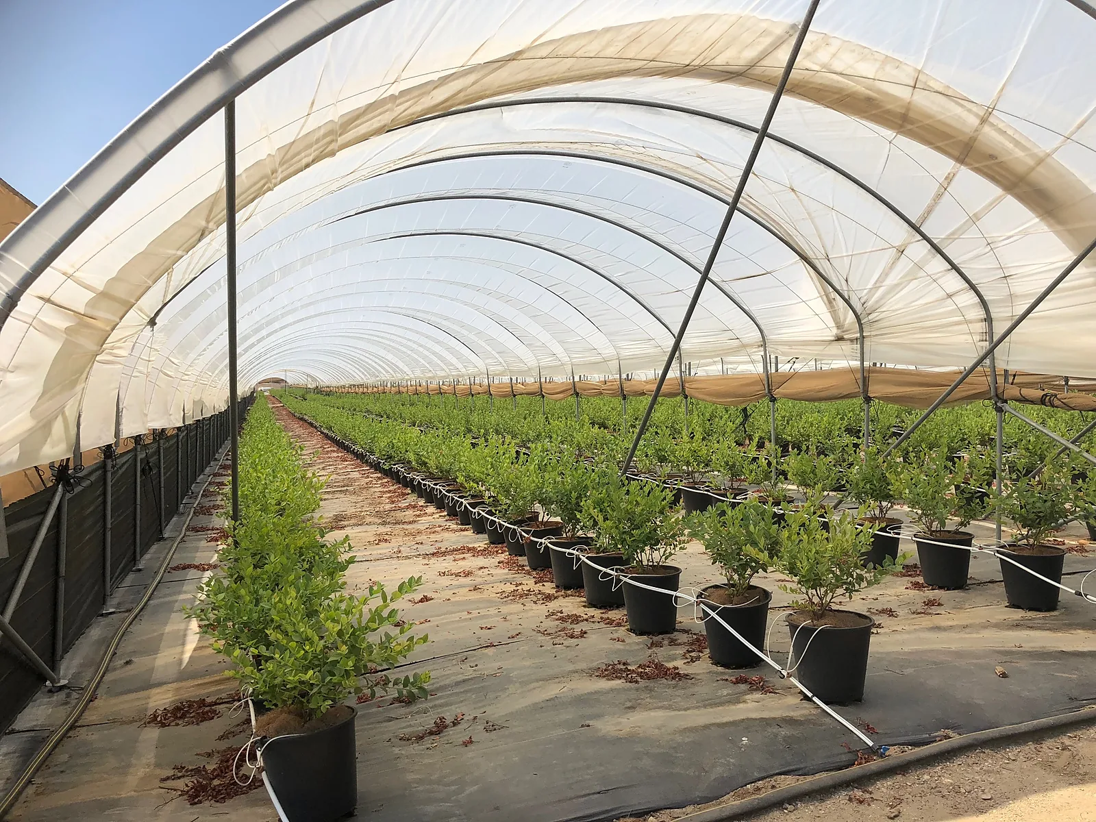 Interior of 24 ft wide substrate blueberry hoop house with black weed mat and greenhouse plastic cover