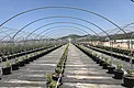 24 ft hoop structure with three rows of substrate blueberries and black weed mat