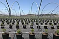25 liter substrate pots used for blueberry production inside hoop house