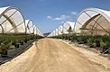 Hoop house plastic with 65 percent diffusion over substrate blueberry production rows