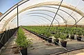 Interior of 24 ft wide substrate blueberry hoop house with black weed mat and greenhouse plastic cover