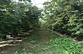 Substrate raspberries growing in 7-liter pots under hoop-house plastic