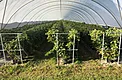 27 ft wide hoop house with substrate raspberries under 5-layer greenhouse plastic