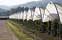 Continuous rows of substrate raspberry hoop houses with greenhouse plastic cover