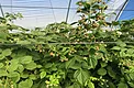 Close-up of substrate raspberries growing under greenhouse plastic