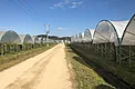 Gutter-connected hoop houses used for substrate raspberry production