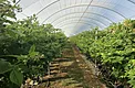 Substrate raspberry rows with stringline trellis inside a hoop house in Xishuangbanna