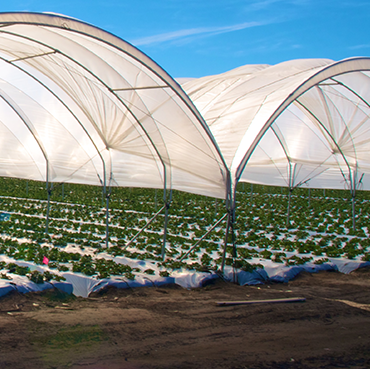 5 Maintenance Tips for Long-Lasting Greenhouse Plastic